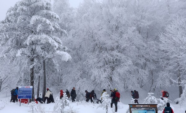 폭설이 내린 백두대간 대관령에는 21일 눈꽃 산행을 즐기려는 등산객과 관광객이 몰려 겨울 낭만을 만끽하고 있다. 연합뉴스